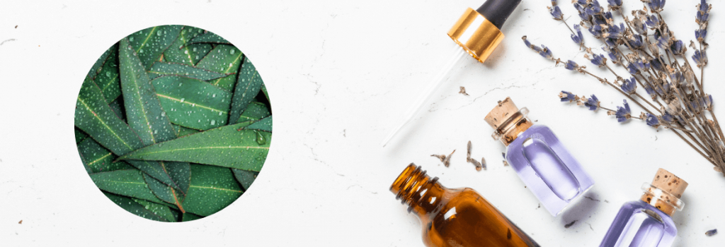 Jak pachnie Eukaliptus? - YUSH świece sojowe