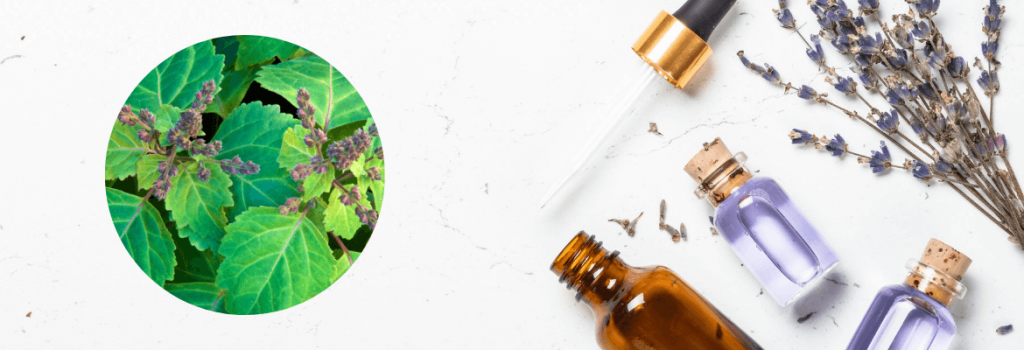 Jak pachnie paczula - YUSH świece sojowe