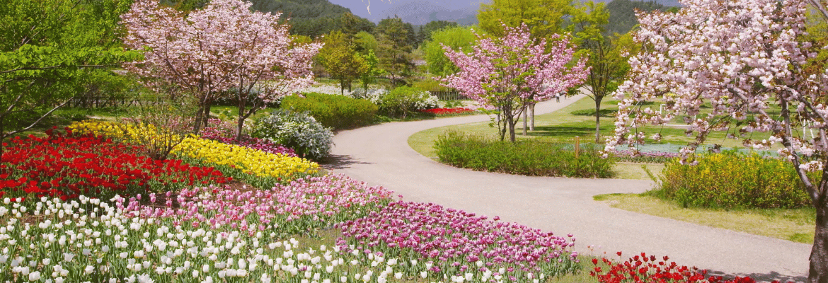 Jak pachnie zapach oud?